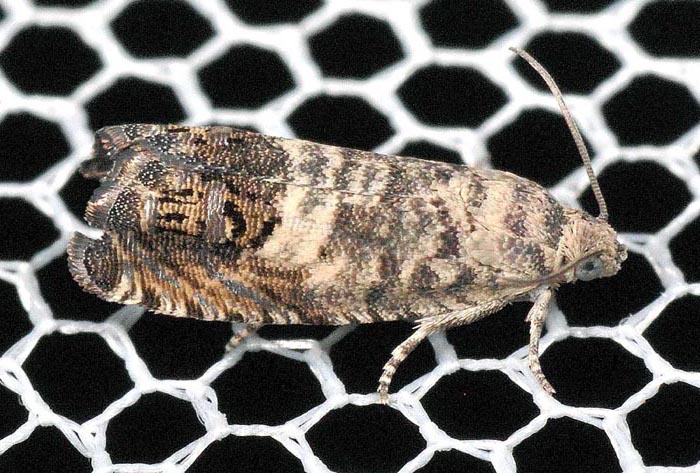 Tortricidae N� 70:  Cydia sp.